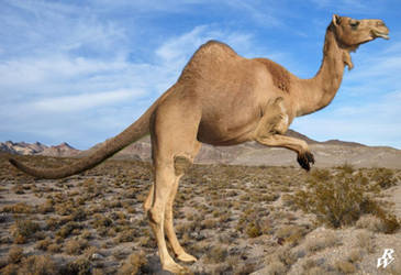 Fantasy camelids on CamelidaeLove - DeviantArt Fantasy camelids on CamelidaeLove - DeviantArt