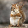 Mountain squirrel