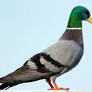 Duckgeon