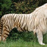 White liger