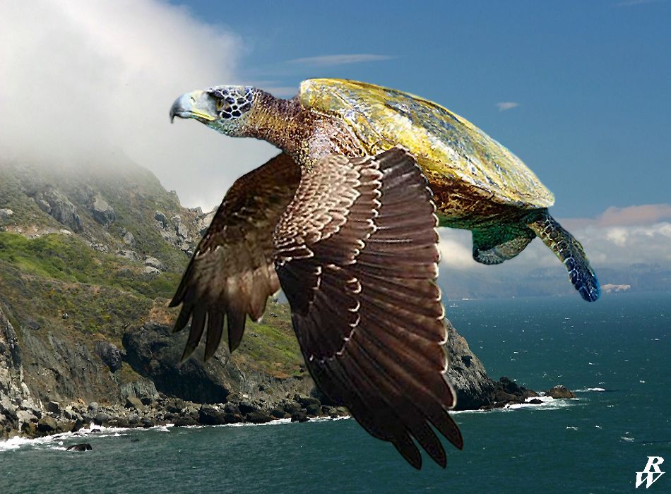 Flying turtle