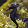 Fantail seahorse