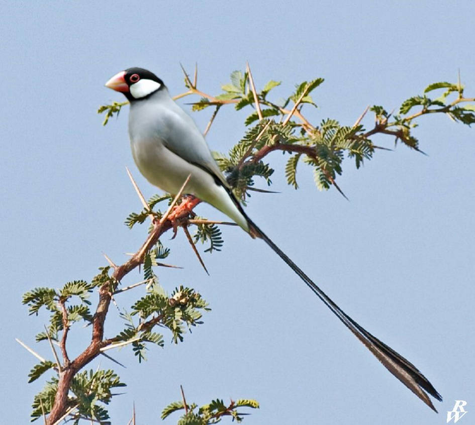 shaft-tailed Java finch by Dwarf4r on DeviantArt