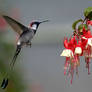 Long tailed sparrow hummingbird