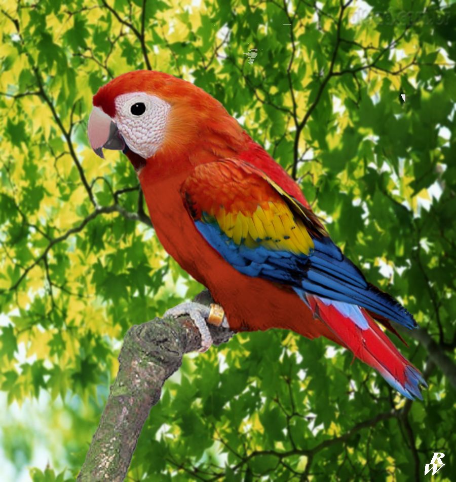Scarlet dwarf macaw by Dwarf4r on DeviantArt
