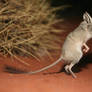 Kangaroo rat