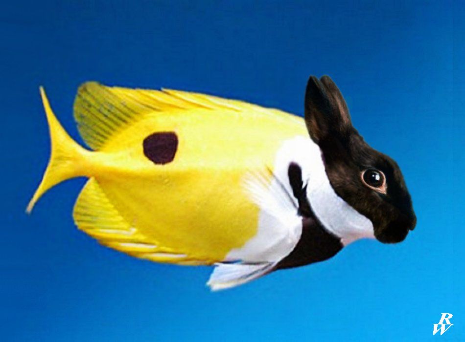 rabbit fish by dwarf4r on deviantart