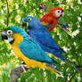Dwarf macaws