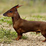 Barking deer