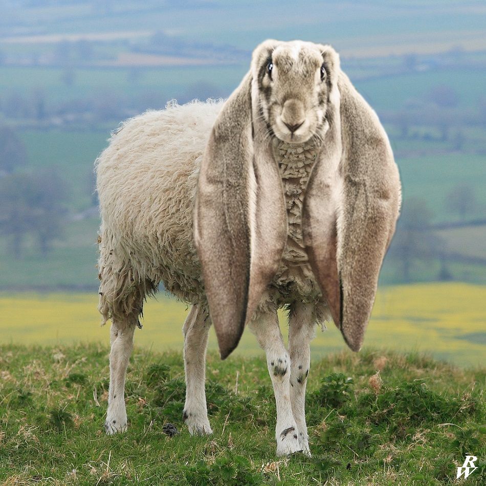 Lop-eared sheep