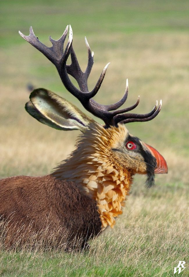 Red bearded puffin hare