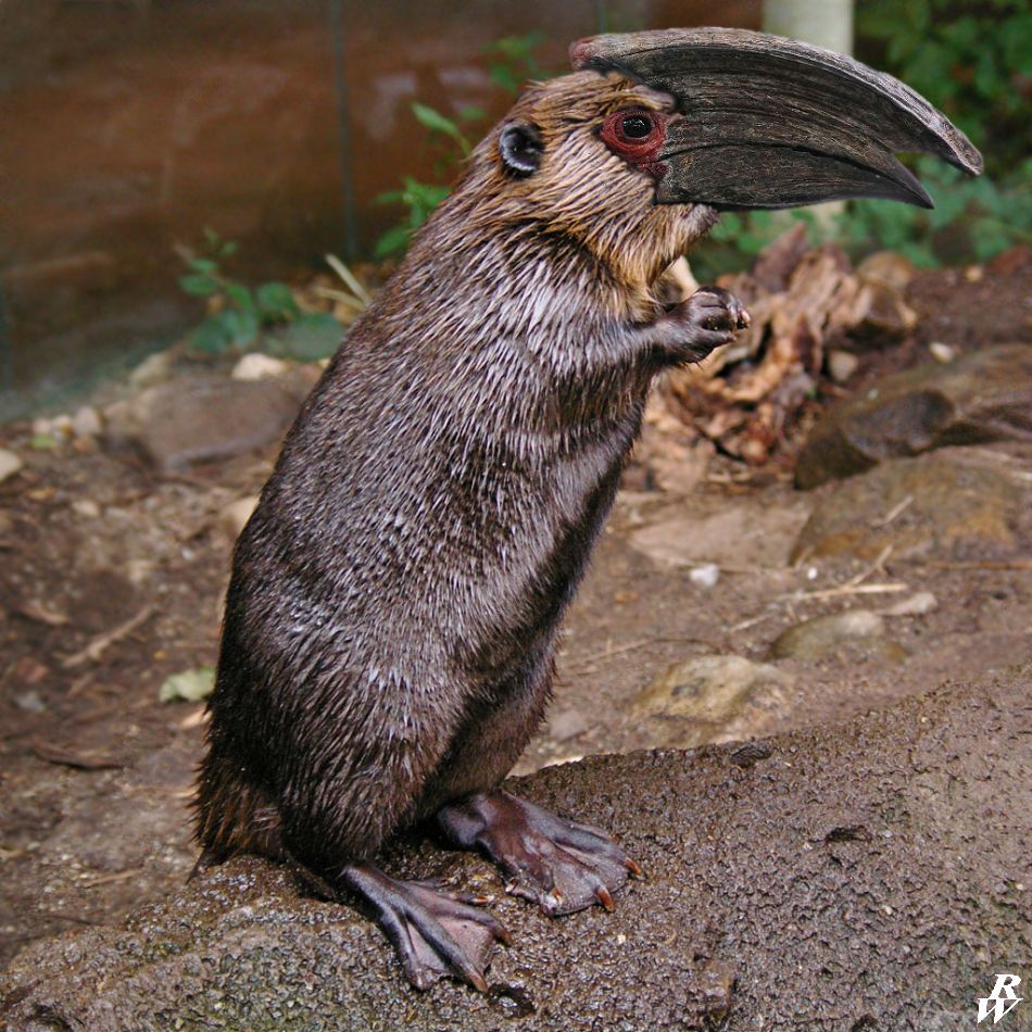 Horned platypus