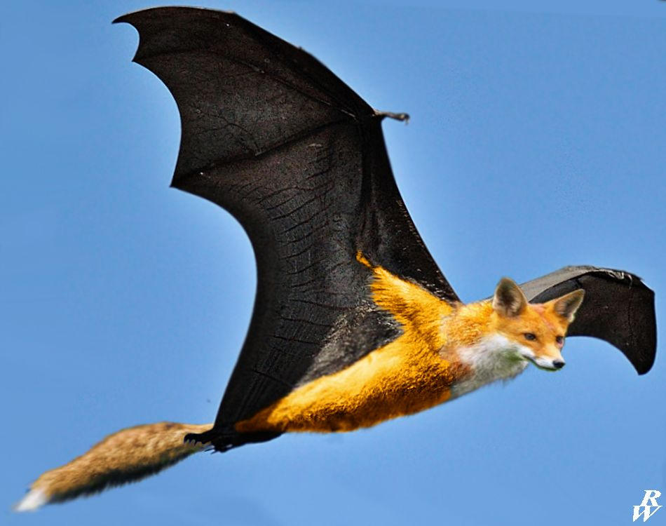 Flying fox by Dwarf4r on DeviantArt