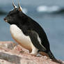 Bull penguin