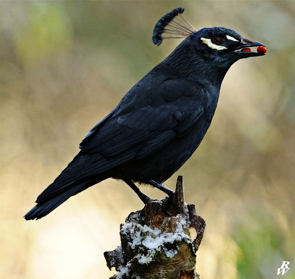 Crowned jackdaw