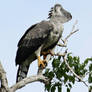 Australian harpy