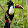 Crested toucan