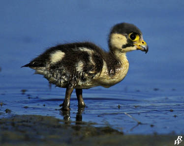 Duckling