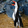 Scissor penguin