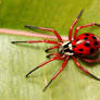 Ladybug spider