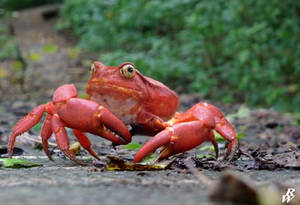 Tomato crab by Dwarf4r Tomato crab by Dwarf4r