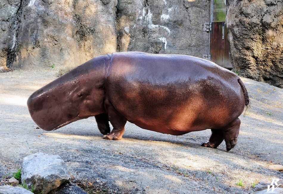 Prehistoric Land Whales 650x950 Land whale by Dwarf4r on DeviantArt