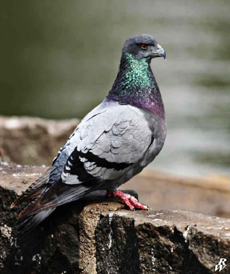 Perignon Hawk Pigeon hawk by Dwarf4r on DeviantArt