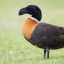 Thick billed duck