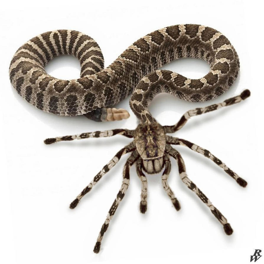 Rattlespider by Dwarf4r on DeviantArt
