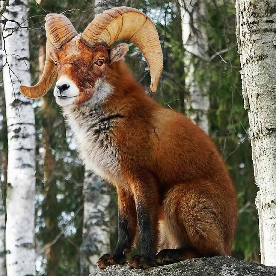 Rox by Dwarf4r on DeviantArt