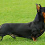 Doberhund