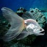 Fantail fish