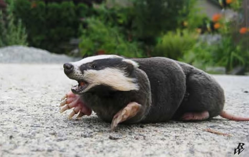 Badger mole