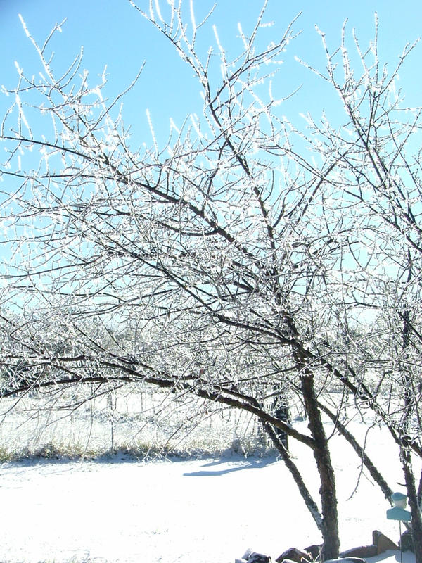 Ice Tree by Cookiemonster2016 on DeviantArt
