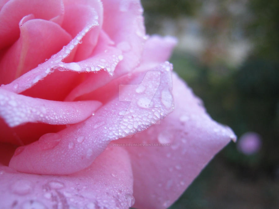 Pink Rpze pink rose 1 by 2195Razielim on DeviantArt
