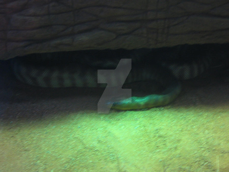 Australia Woman Python Australian Woma Python by 2195Razielim on DeviantArt