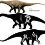 Diamantinasaurus Reconstruction