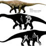 Diamantinasaurus Reconstruction