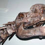 Muttaburrasaurus Skull