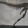 Muttaburrasaurus Skeleton