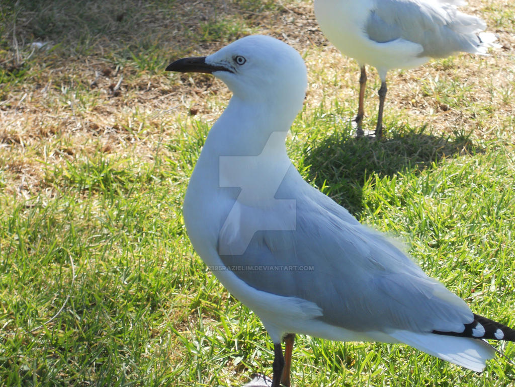 Seagull 2 by 2195Razielim on DeviantArt