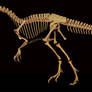 Australovenator Wintonensis Skeleton