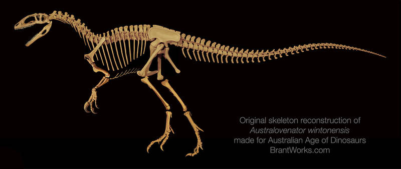 Australovenator Wintonensis Skeleton by 2195Razielim