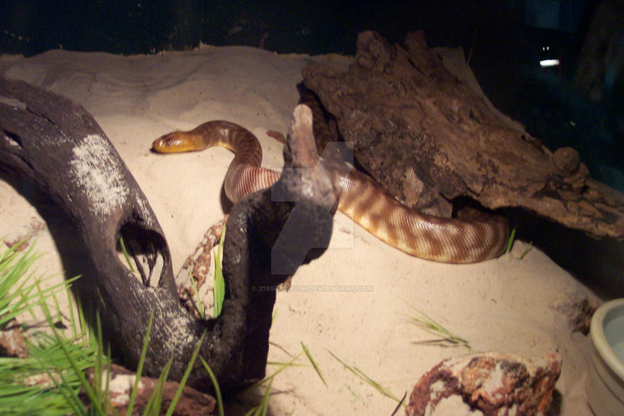 Woma Python by 2195Razielim on DeviantArt