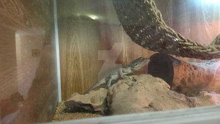 Pigmy Western Bearded Dragon 2