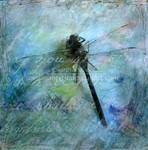 Pinned Dragonfly by melissamyth