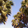 The O.C.
