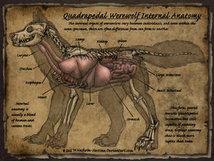 Quadrapedal Werewolf Internal Anatomy