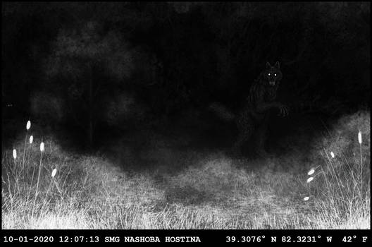 Trail cam