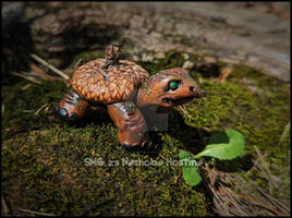 Acorn Turtle